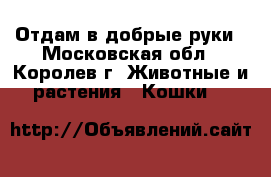 Отдам в добрые руки - Московская обл., Королев г. Животные и растения » Кошки   
